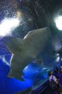 Žralok v pattayském obřím akváriu. Autor: Petr Horálek