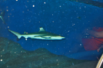 Žralok v pattayském obřím akváriu. Autor: Petr Horálek