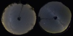 Snímek pomocí celooblohového zrcadla v Jizerských horách a v Chorvatsku (Mazin), stejná expozice, srovnání temnoty oblohy Autor: Martin Gembec
