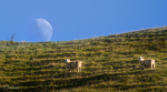 Ovce a jižní Měsíc. Další ráno na Zélandu a ovce, kam se podíváš. Autor: Petr Horálek.