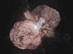 28.04.2002 - K zániku odsouzená hvězda Eta Carinae