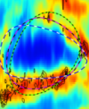 Autor: Soňa Ehlerová - Mapa jasové teploty neutrálního vodíku (barevně) s překreslenými konturami emise oxidu uhelnatého jasně ukazuje strukturu bubliny GS242-03+37. Přerušovanými čarami jsou naznačeny modelem předpovězené polohy stěn bubliny a to pro předpokládaný věk 120 milionů let (černá), 80 milionů let (fialová) a 40 milionů let (zelená). Je dobře patrné, že modely s nižším věkem jen obtížně vysvětlují pozorovanou protaženost velebubliny.