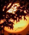 Autor: Petr Horálek. - Západ Slunce s Merkurem 9. května 2016 mezi stromy.