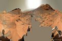 Panorama 360 Marsu z Curiosity