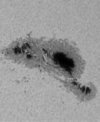Autor: David Rýva - Detail skvrn na Slunci 25. 2. 2024 v aktivní oblasti AR3590