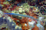 Trumpetová ryba nad korály