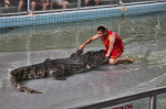 Krokodýlí šou. Autor: Petr Horálek