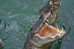 Krmení krokodýlů. Autor: Martin Popek