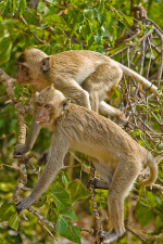 Makakové na Opičím ostrově. Autor: Martin Popek
