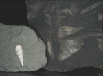 Detailní snímky hornin s fosíliemi, pořízené na Zemi. Lastura vlevo má délku 1,2 cm. NASA/JPL-Caltech/Malin Space Science Systems