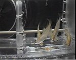 Testované ryby Medaka uvnitř nového přístroje AQH. Autor: NASA