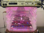 Červený salát spokojeně roste uvnitř prototypu zařízení Veggie na Zemi Autor: NASA