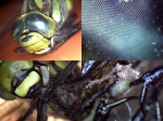 Vážka, detaily příručním USB mikroskopem Autor: Martin Gembec