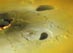 06.06.2000 - Pokračující erupce na jupiterově měsící Io