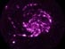10.06.2000 - M101: Ultrafialový pohled
