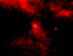 19.07.2001 - Pulsarový vítr v mlhovině Vela