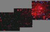 19.10.2001 - Rentgenové hvězdy a větry v Růžicové mlhovině