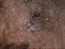 06.04.2005 - Otevřená hvězdokupa M7 ve Štíru