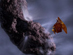 16.05.2005 - Sonda Deep Impact uhání ke kometě