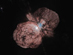 26.03.2006 - K zániku odsouzená hvězda Eta Carinae