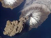 07.06.2006 - An Alaskan Volcano Erupts
