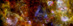 17.05.2012 - Herschelův Cygnus X