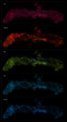 Autor: ALMA(ESO/NAOJ/NRAO)/S. Longmore et al. - Tato montáž ukazuje rozložení různých molekul v centrální molekulární zóně (CMZ) Mléčné dráhy. Pozorování byla provedena pomocí observatoře ALMA (Atacama Large Millimeter/submillimeter Array) v rámci průzkumu ALMA CMZ Exploration Survey (ACES).

ACES zmapoval rozložení několika desítek molekul v centru naší galaxie. Zde ukazujeme pět z nich, shora dolů: monosulfid uhlíku, kyselina isokyanová, oxid křemíku, oxid síry a cyanoacetylen.