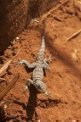Autor: Stanislav Daniš. - Leguán madagaskarský připraven pozorovat zatmění Slunce 1. září 2016.