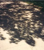 Srpky pod stromy při zatmění z roku 1994. Autor: E. Israel