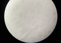 Venuše za vysokou oblačností mobilem přes dalekohled Autor: Aleš Majer