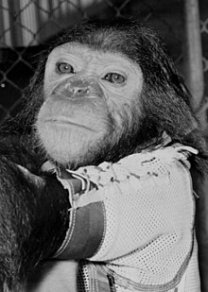 Šimpanz Enos, který letěl na misi MA-5 Autor: Wikimedia Commons