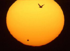 Venuše přecházející přes sluneční kotouč a reliéf ptáka. Autor: AP/Kyodo