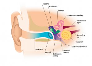 Schéma vestibulárního systému ve vnitřním uchu Autor: Publi.cz