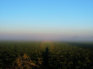 Gloriola z 30. července 2016, Bánov pri Nových Zámkoch. Snímek vznikl při východě Slunce na vstvě mlhy nad polem. Autor: Ernest Šorokšári