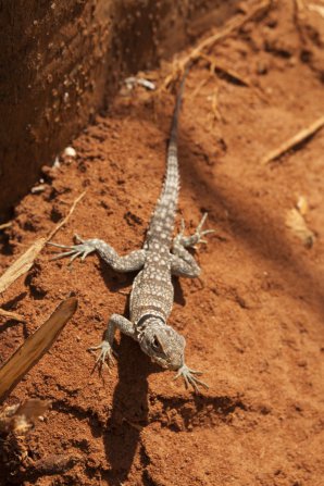 Leguán madagaskarský připraven pozorovat zatmění Slunce 1. září 2016. Autor: Stanislav Daniš.