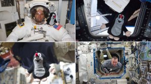 Odlišný exemplář českého Krtečka zavítal na palubu stanice ISS s Andrewem Feustelem již v roce 2011 Autor: Gizmodo.com.au