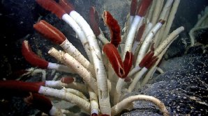 Rozmanitý podmořský život v okolí pozemských hydrotermálních průduchů Autor: NOAA Okeanos Explorer Program, Galapagos Rift Expedition 2011