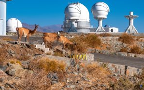 Divoké lamy pasoucí se na observatoři ESO, La Silla, Chile Autor: Zdeněk Bardon