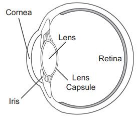 Cornea=rohovka, Iris=duhovka, Lens=čočka, Lens capsule=pouzdro čočky, Retina=sítnice

Anatomie oka:
Oko se skládá z průhledné přední membrány zvané rohovka, za níž se nachází duhovka, která reguluje množství procházejícího světla, a za ní čočka, která je umístěna uvnitř průhledné membrány zvané pouzdro čočky. Za pouzdrem čočky se nachází hlavní dutina oční bulvy, vyplněná průhlednou rosolovitou tekutinou zvanou sklivec. Po stranách a vzadu oka se nachází sítnice, na kterou čočka zaostřuje obraz. Autor: Jerry a Kathy Oltionovi