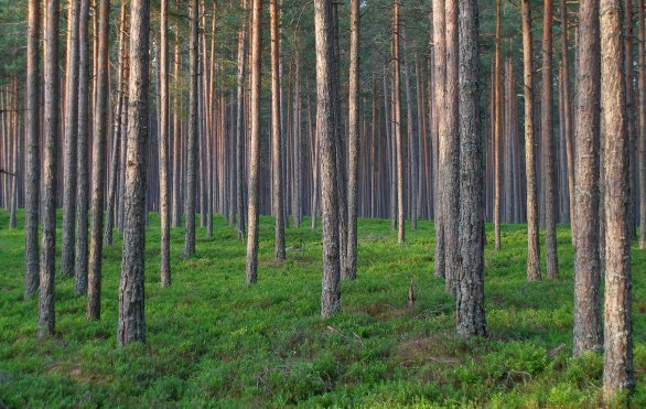 Pohled v každém směru zastiňuje strom, stejně jako by pohled na oblohu měl být plný hvězd. Autor: Hvězdárna a planetárium Plzeň