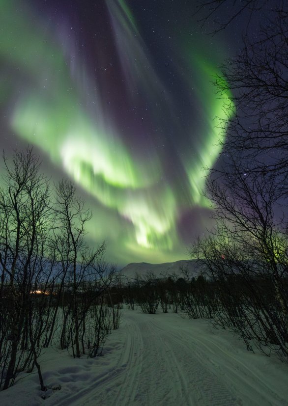 Orel letící nad švédskou krajinou Autor: Daniel Kurtin